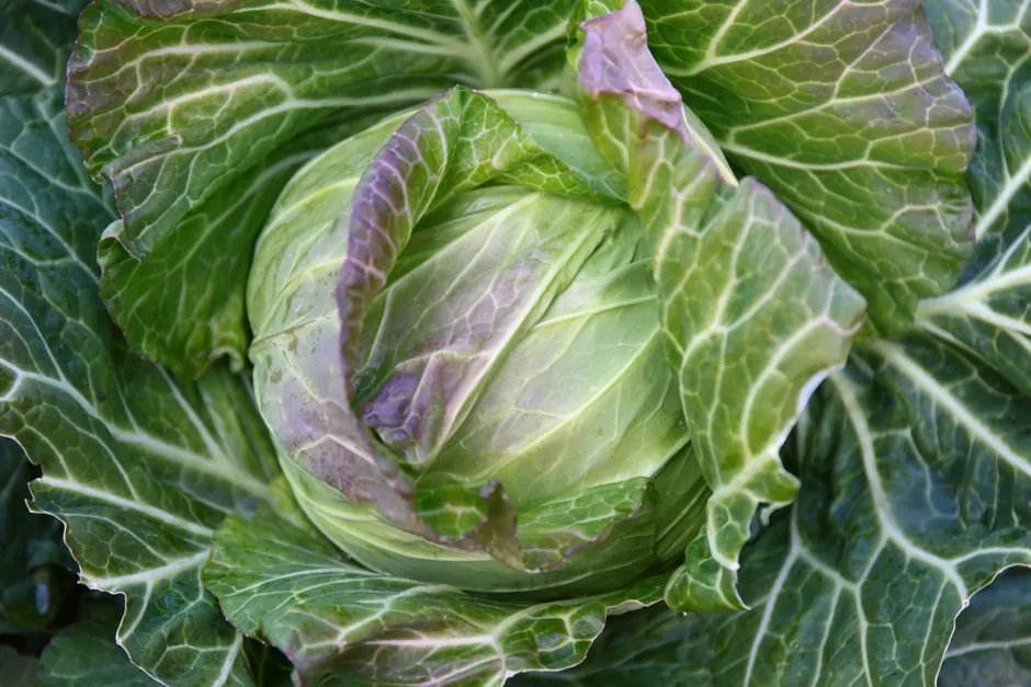 みずみずしい加布里キャベツのクローズアップ