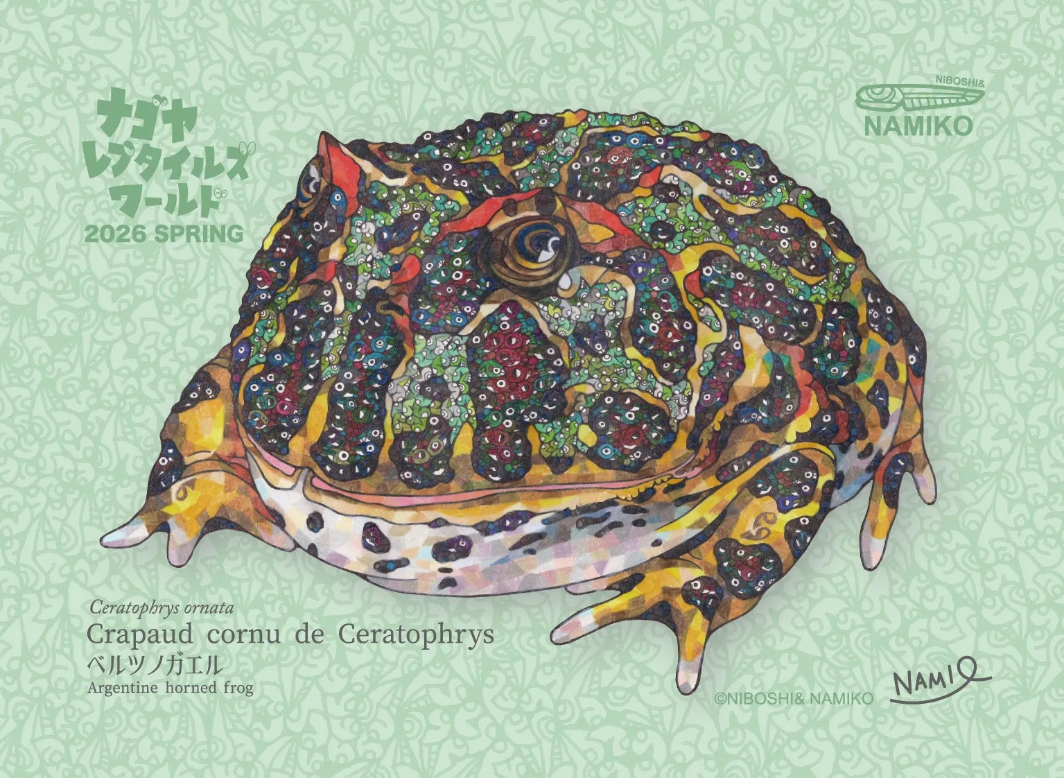 ナゴヤ レプタイルズ ワールド 2026 SPRING NIBOSHI& NAMIKO Ceratophrys ornata Crapaud cornu de Ceratophrys ベルツノガエル Argentine horned frog ONIBOSHI& ΝΑΜΙΚΟ NAMIQ