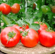 カゴいっぱいの新鮮なトマト