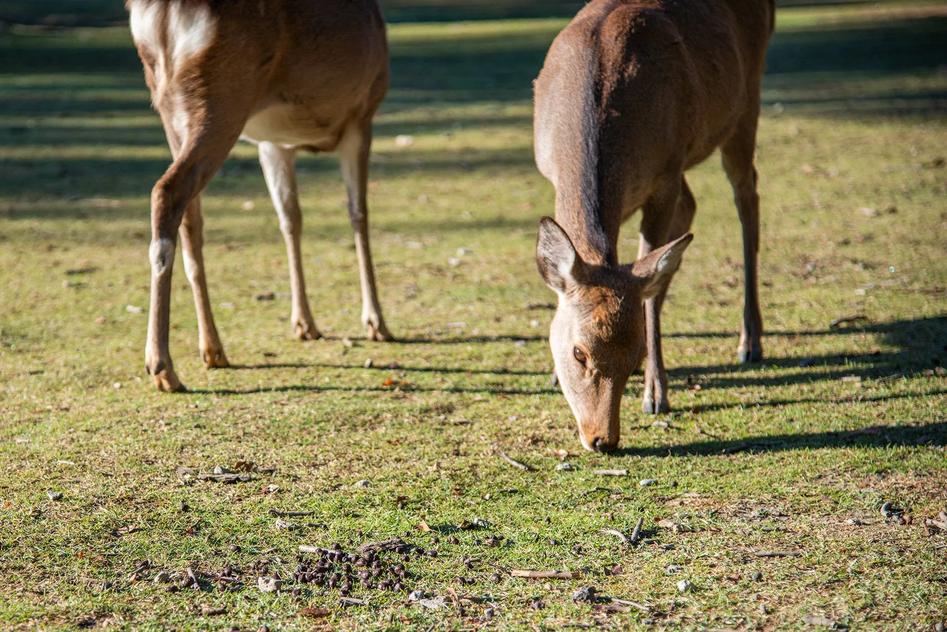 草を食べる鹿のクローズアップ