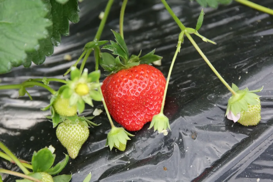 栽培されている完熟のあまおう