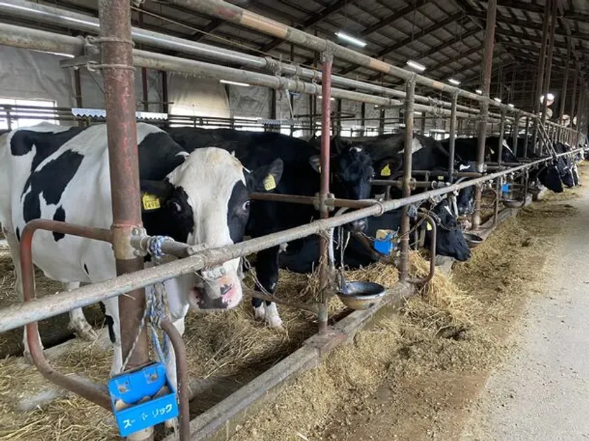 牛舎で餌を食べる牛の様子。