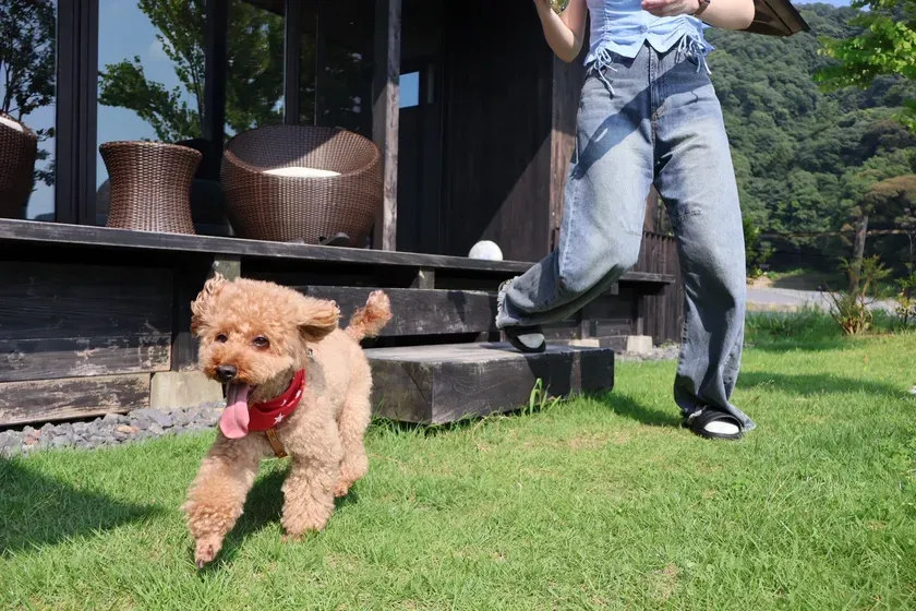 庭で楽しそうに走るトイプードルと人