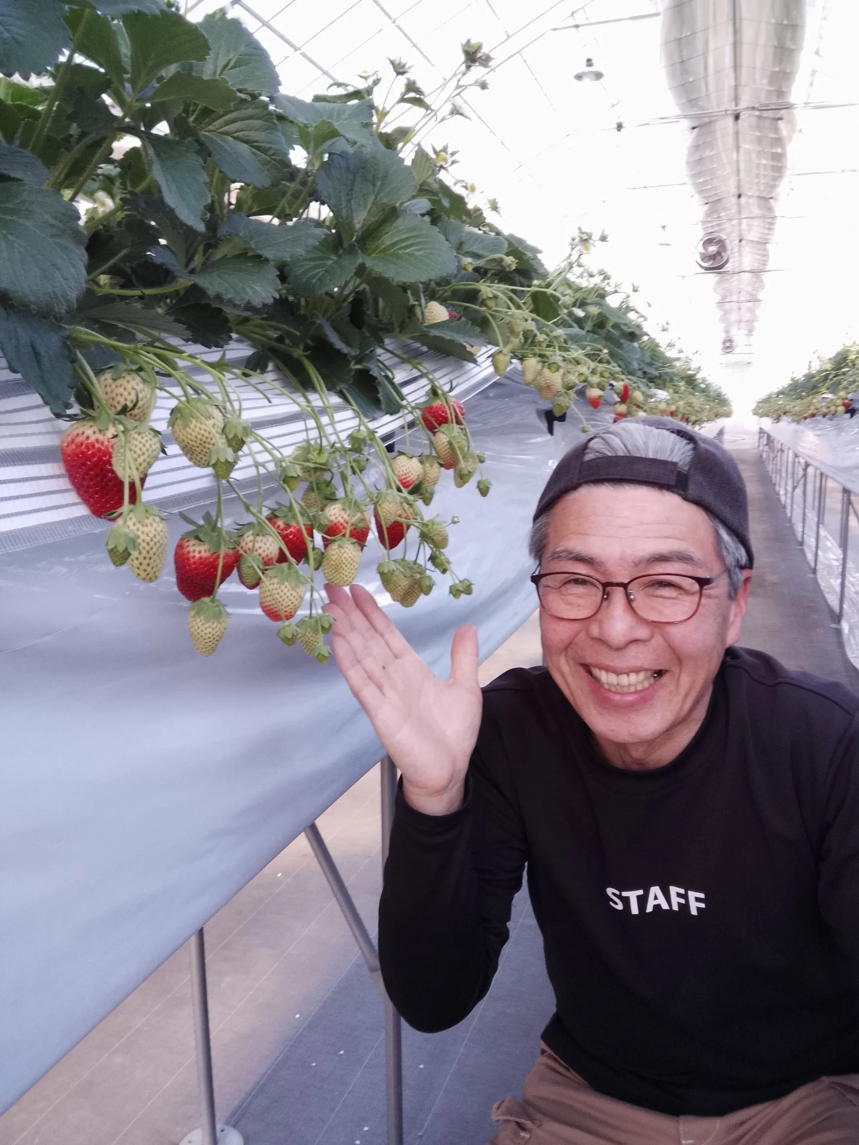 いちご農園で笑顔で手を振る男性