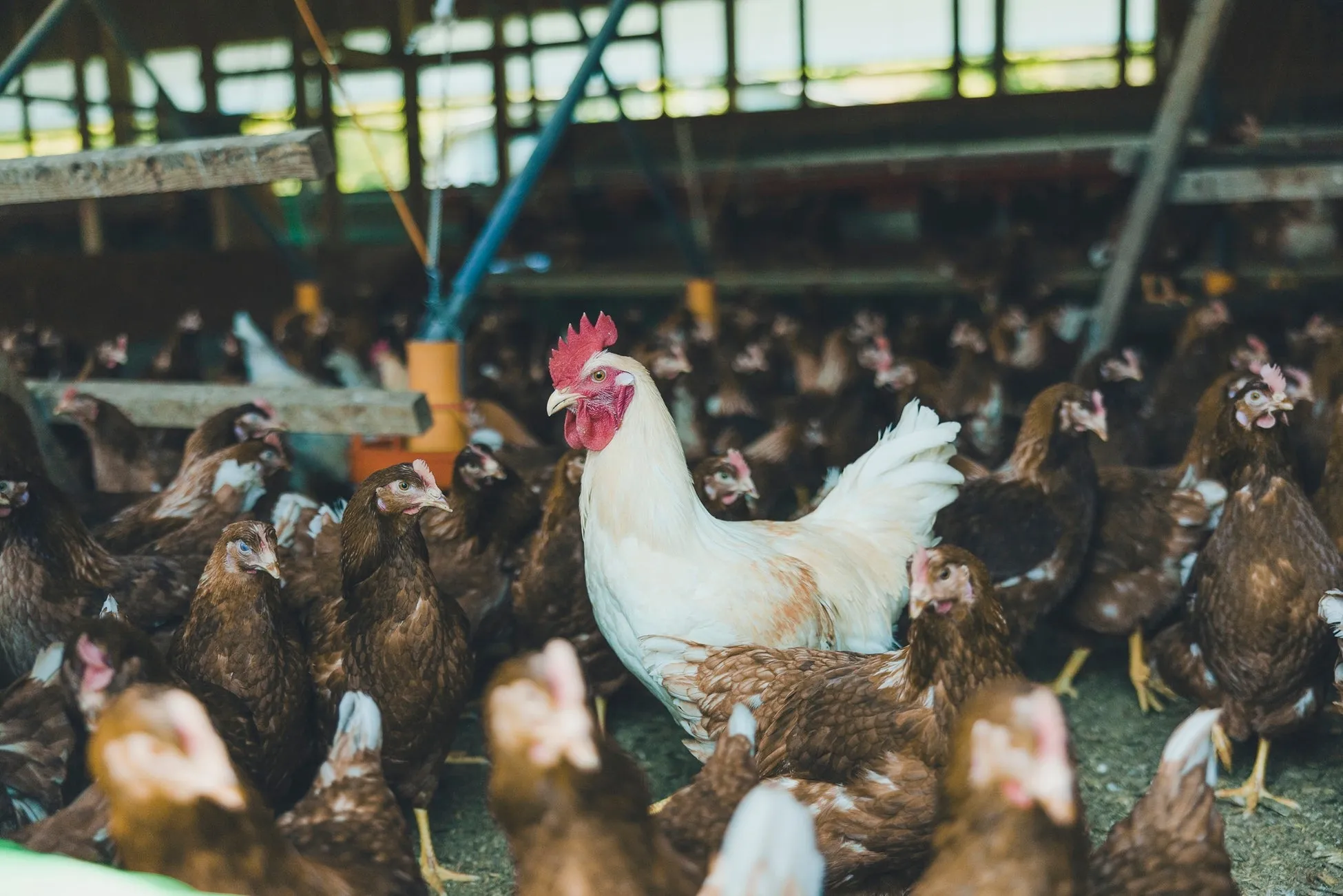 鶏舎の中にいる鶏の群れ