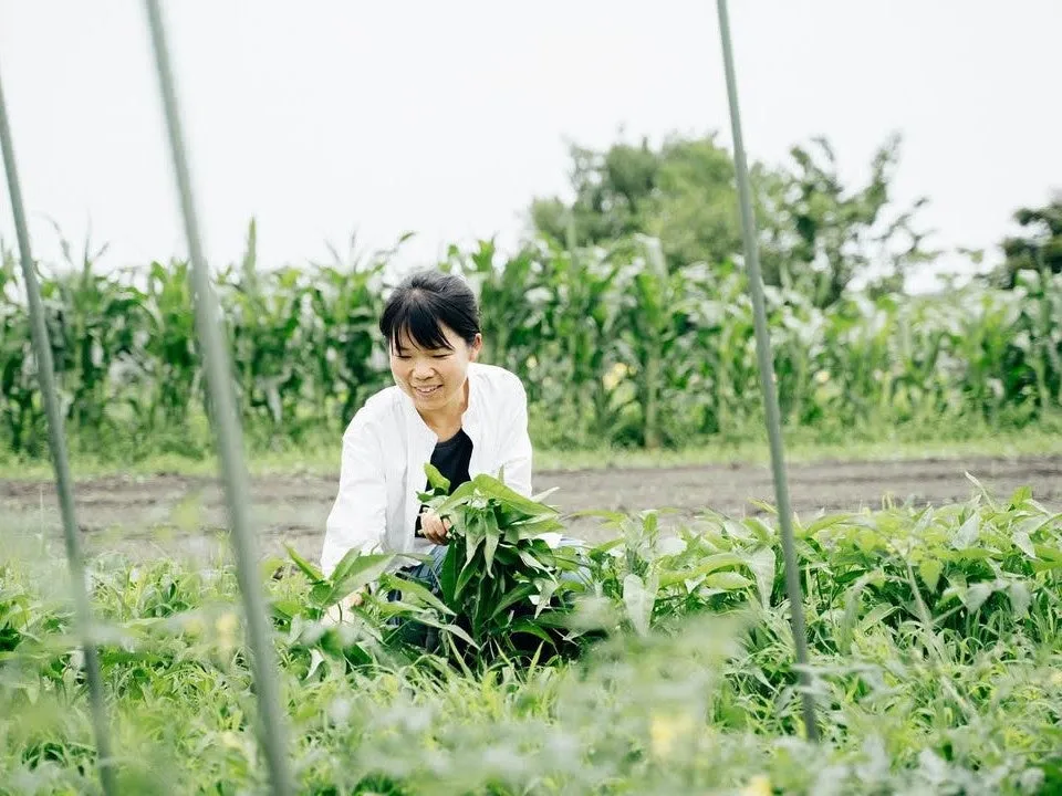 畑で野菜を収穫する女性の姿。
